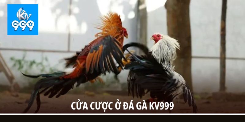 Cửa cược ở đá gà KV999