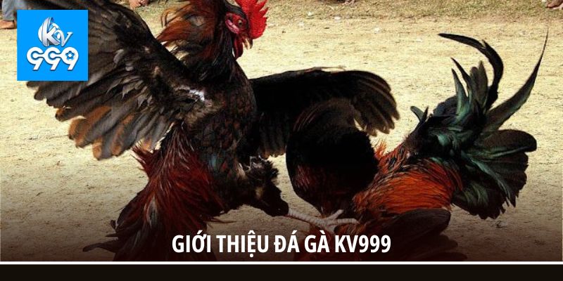 Giới thiệu đá gà KV999