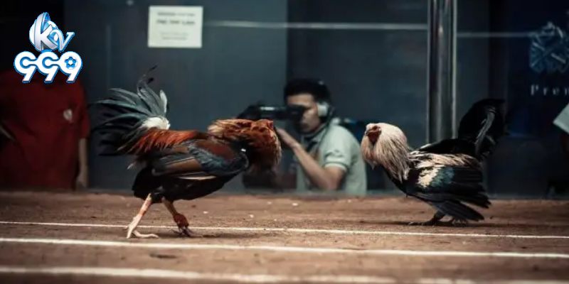 Khi chơi đá gà cần giữ đầu óc minh mẫn